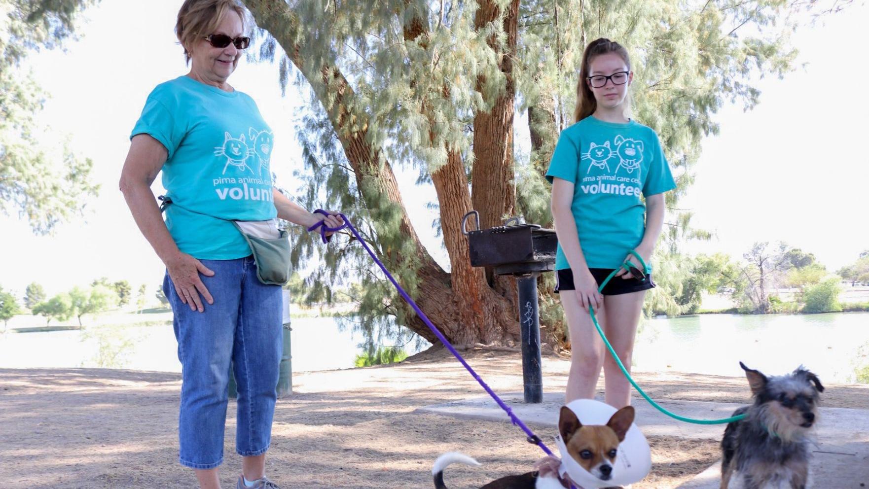 Pima Animal Care Center looking for Labor Day dog walkers